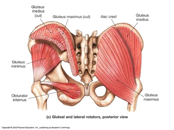 gluteusi i kralježnica