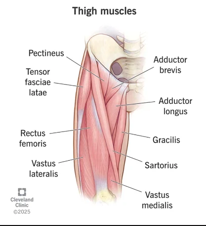 struktura kvadricepsa