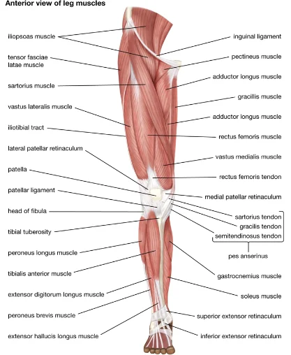 struktura mišića noge