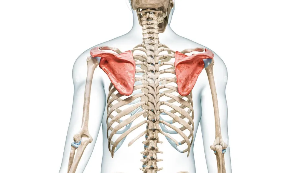 Anatomski 3D prikaz lopatice (scapule), kosti ramenog obruča
